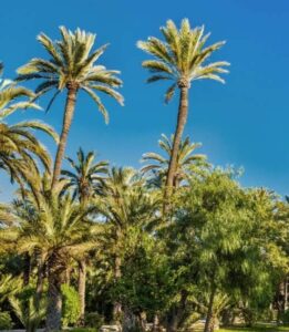 Palmeral de Elche